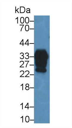 Polyclonal Antibody to Prion Protein (PRNP)