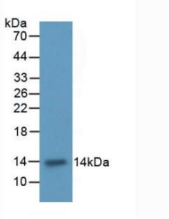 Polyclonal Antibody to Integrin Alpha M (CD11b)