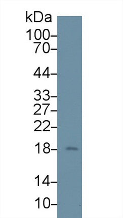 Polyclonal Antibody to Lipocalin 1 (LCN1)