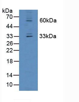 Polyclonal Antibody to Oncoprotein Induced Transcript 3 (OIT3)