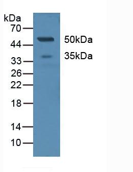 Polyclonal Antibody to Cluster Of differentiation 299 (CD299)