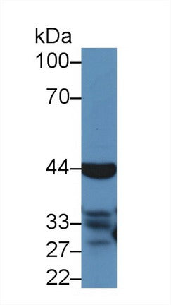 Polyclonal Antibody to Caspase 4 (CASP4)