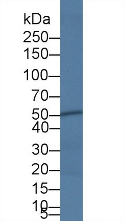 Polyclonal Antibody to Caspase 4 (CASP4)