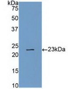 Polyclonal Antibody to Caspase 4 (CASP4)