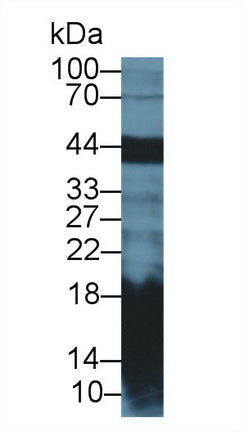 Polyclonal Antibody to Regenerating Islet Derived Protein 1 Alpha (REG1a)