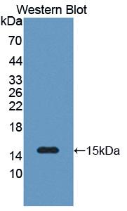 Polyclonal Antibody to Serum Amyloid A2 (SAA2)