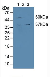 Polyclonal Antibody to Calumenin (CALU)