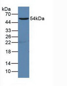 Polyclonal Antibody to Cluster Of Differentiation 19 (CD19)