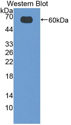 Polyclonal Antibody to Cluster Of Differentiation 19 (CD19)