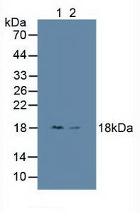 Polyclonal Antibody to High Mobility Group Nucleosome Binding Domain Protein 1 (HMGN1)