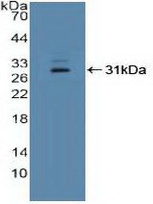 Polyclonal Antibody to Interferon Gamma Inducible Protein 16 (IFI16)
