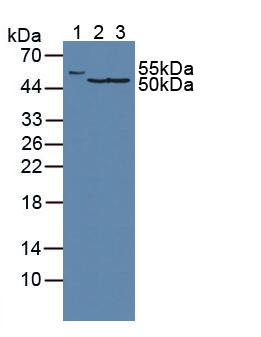 Polyclonal Antibody to Fumarase (FUM)