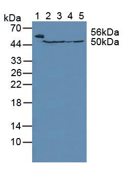 Polyclonal Antibody to Fumarase (FUM)