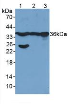 Polyclonal Antibody to Glyceraldehyde-3-Phosphate Dehydrogenase (GAPDH)