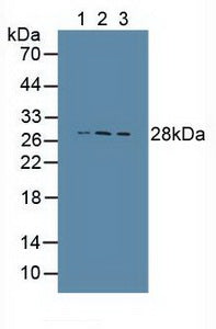 Polyclonal Antibody to Cathepsin S (CTSS)