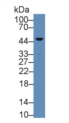 Polyclonal Antibody to Leucine Rich Alpha-2-Glycoprotein 1 (LRG1)