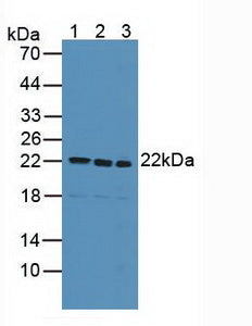 Polyclonal Antibody to Syndecan 4 (SDC4)