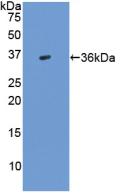 Polyclonal Antibody to Transforming Growth Factor Beta 3 (TGFb3)