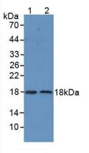 Polyclonal Antibody to Superoxide Dismutase 1 (SOD1)