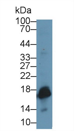 Polyclonal Antibody to Superoxide Dismutase 1 (SOD1)