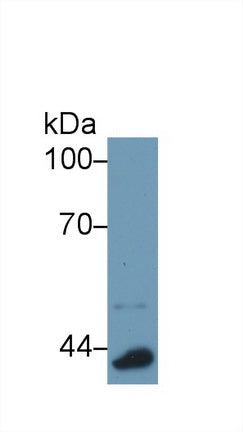 Polyclonal Antibody to Apolipoprotein A4 (APOA4)