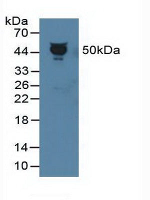 Polyclonal Antibody to Pigment Epithelium Derived Factor (PEDF)