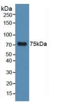 Polyclonal Antibody to Tau Protein (MAPT)