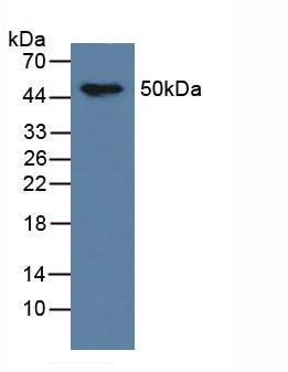Polyclonal Antibody to Tau Protein (MAPT)