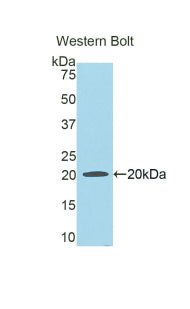 Polyclonal Antibody to Hemopexin (HPX)
