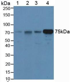 Polyclonal Antibody to Hemopexin (HPX)