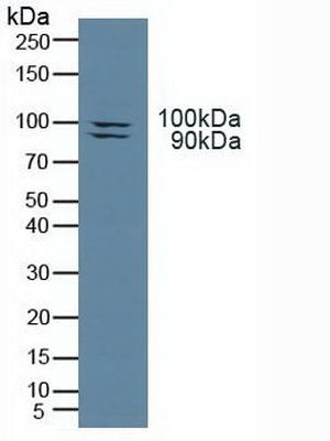 Polyclonal Antibody to Toll Like Receptor 3 (TLR3)
