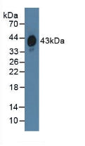 Polyclonal Antibody to Haptoglobin Related Protein (HPR)