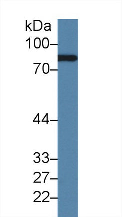 Polyclonal Antibody to Complement Factor B (CFB)
