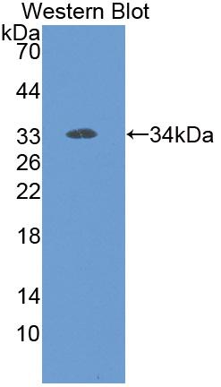 Polyclonal Antibody to High Mobility Group Protein 2 Like Protein 1 (HMG2L1)