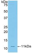 Polyclonal Antibody to Monocyte Chemotactic Protein 5 (MCP5)