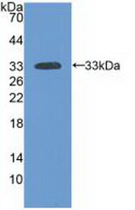 Polyclonal Antibody to Laminin Alpha 3 (LAMa3)