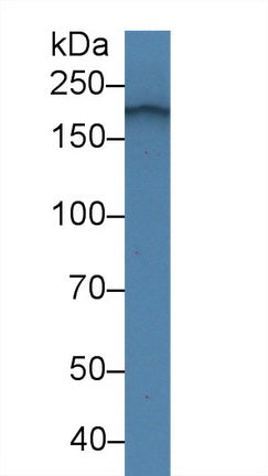 Polyclonal Antibody to Laminin Alpha 4 (LAMa4)