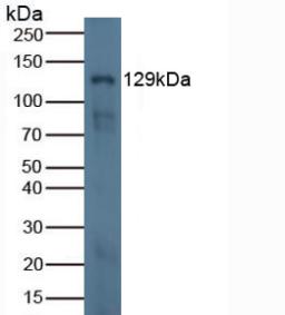 Polyclonal Antibody to Laminin Beta 3 (LAMb3)