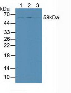 Polyclonal Antibody to SMAD family member 9 (SMAD9)