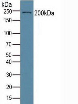 Polyclonal Antibody to Collagen Type VI Alpha 3 (COL6a3)
