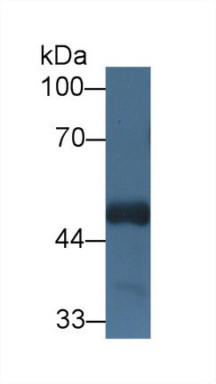 Polyclonal Antibody to Host Cell Factor C1 (HCFC1)