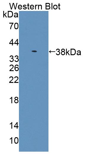 Polyclonal Antibody to Embryonic Ectoderm Development (EED)