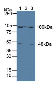 Polyclonal Antibody to Actinin Alpha 4 (ACTN4)