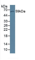 Polyclonal Antibody to Occludin (OCLN)
