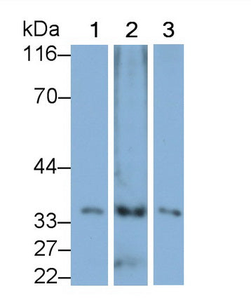 Polyclonal Antibody to Pirin (PIR)