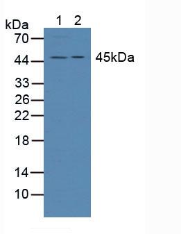 Polyclonal Antibody to Adhesion Regulating Molecule 1 (ADRM1)