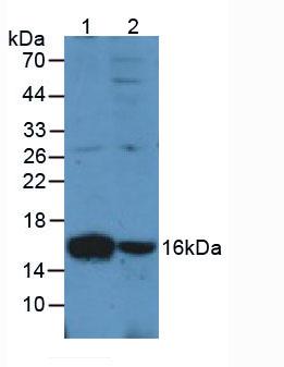 Polyclonal Antibody to Ionized Calcium-binding Adapter Molecule 1 (IBA1)