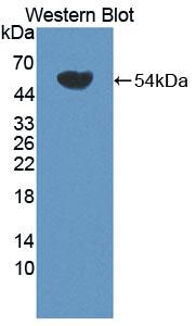 Polyclonal Antibody to Ancient Ubiquitous Protein 1 (AUP1)