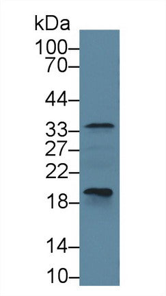 Polyclonal Antibody to Caspase 6 (CASP6)