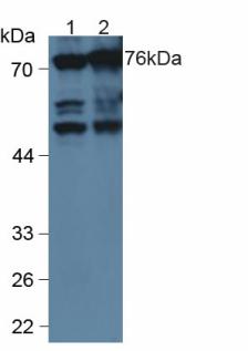 Polyclonal Antibody to Annexin A6 (ANXA6)